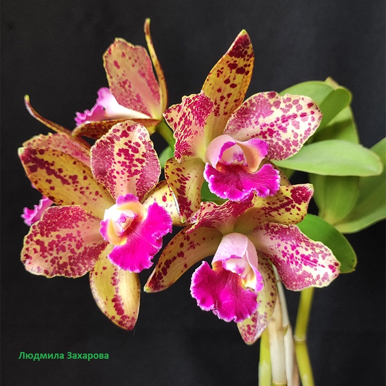 C.Wainai Leopard.jpg