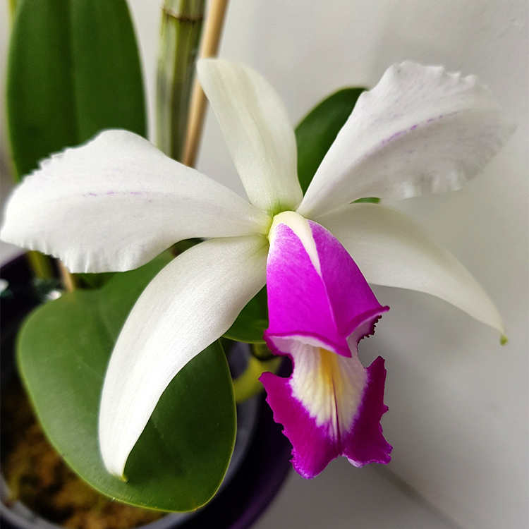 C.violacea x sib (semi-alba CH1 CHM TOGA × Por de Sol)Ching Hua.jpg