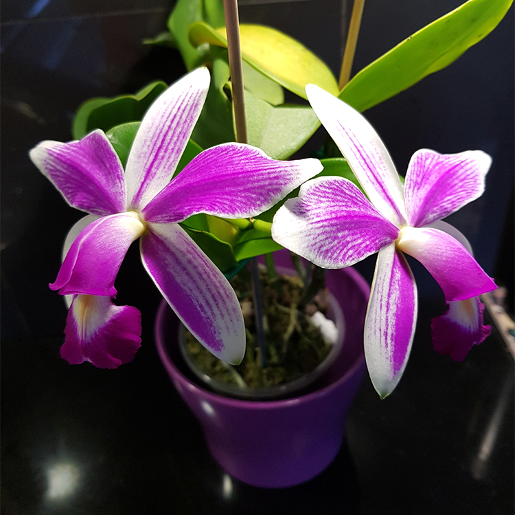 C.violacea x sib (S A 3 x flames Por de Sol).Ching Hua Orchids.jpg