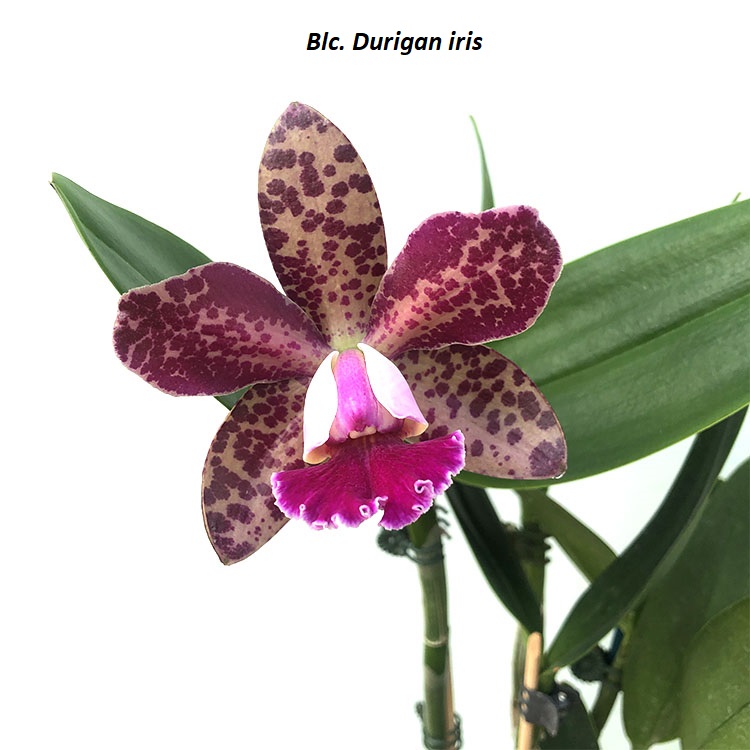 Blc. Durigan iris..jpg