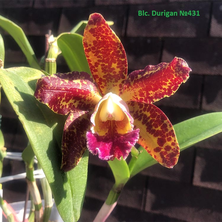 Blc. Durigan №431 -2.jpg