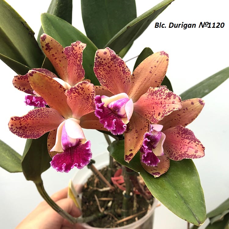 Каттлея (Blc. Durigan №1120) 2.jpg
