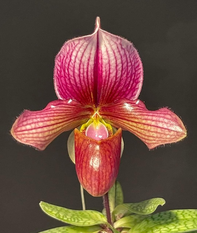 paphiopedilum charlesworthii x rungsuriyanum.jpg