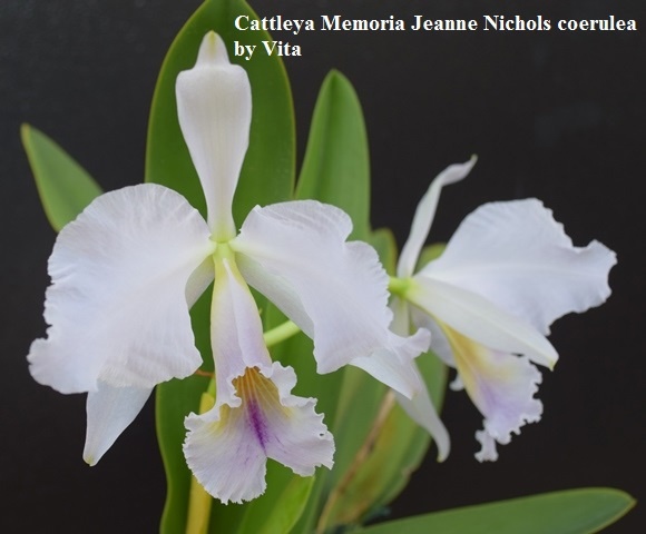 Cattleya Memoria Jeanne Nichols (C. jenmanni SA x C. labiata) coerulea, Orquideas del Valle....jpg