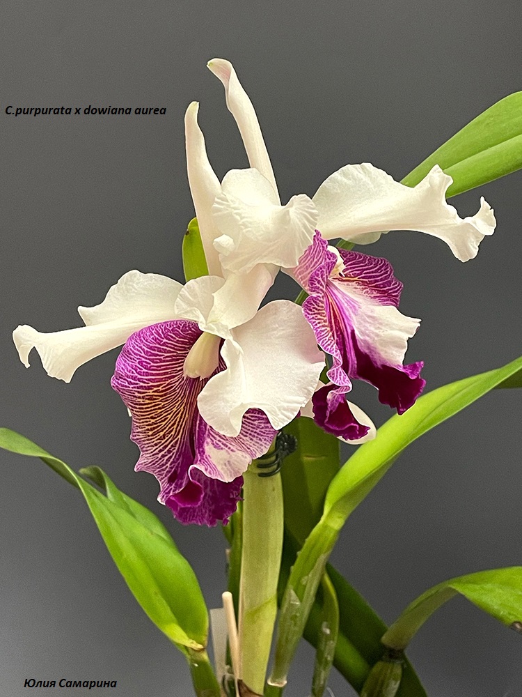 C.purpurata x dowiana aurea.jpg