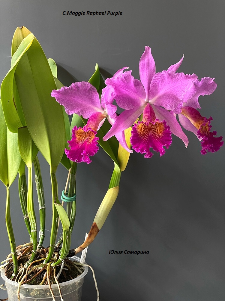 C.Maggie Raphael Purple.jpg