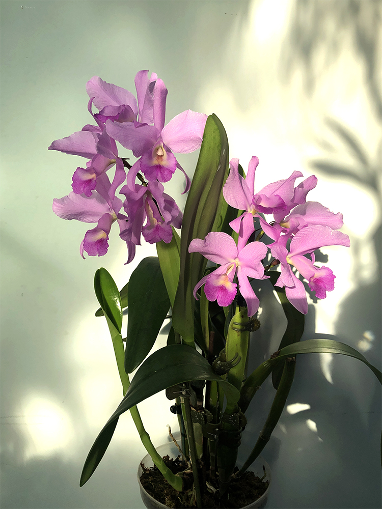 Cattlianthe Dabeibensis ( Guarinthe hennisiana x C. warscewiczii) Natural).JPG