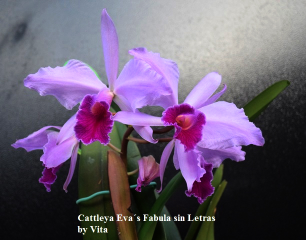 Cattleya Eva´s Fabula sin Letras (purpurata Werkhauserii x jenmanii coerulea) (outcome pink), Orquideas del Valle...jpg