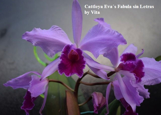 Cattleya Eva´s Fabula sin Letras (purpurata Werkhauserii x jenmanii coerulea) (outcome pink), Orquideas del Valle....jpg