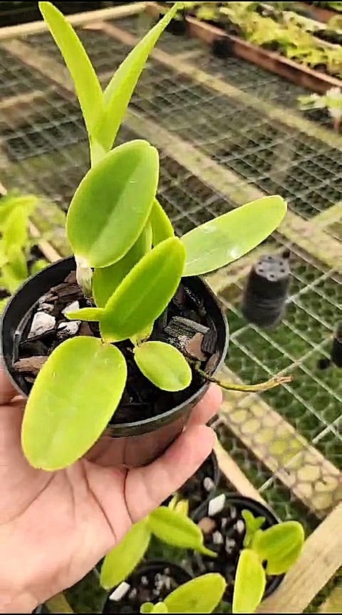 3 - Cattleya Forbesii clarinha x self 37.jpg