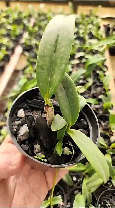 7 - Cattleya labiata caerulea (caerulescens Rufino x XXX) x Cattleya labiata caerulea (Junior x panelas) 37.jpg