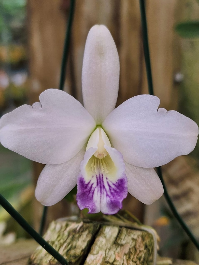 11 -Laelia sincorana caerulea 40.jpg