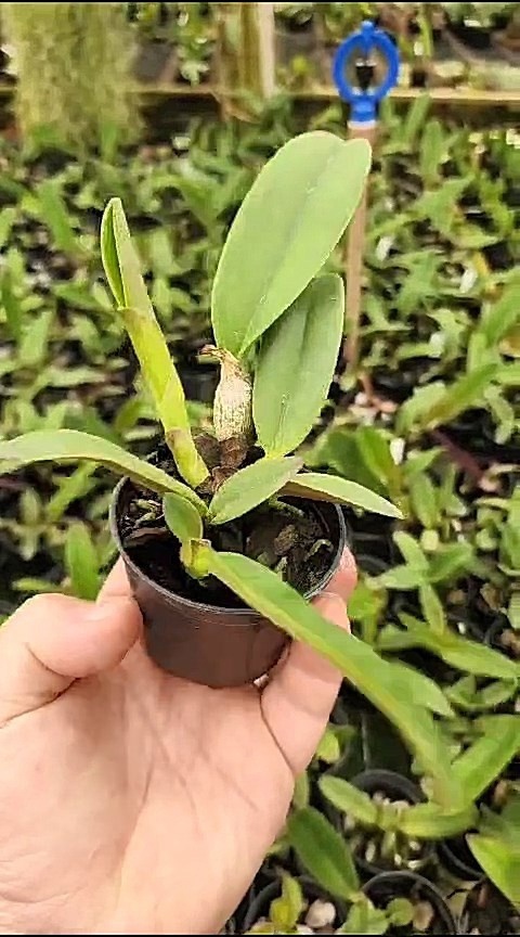 12 -Cattleya Trianae flamea x Cattleya Trianae escura 32.jpg