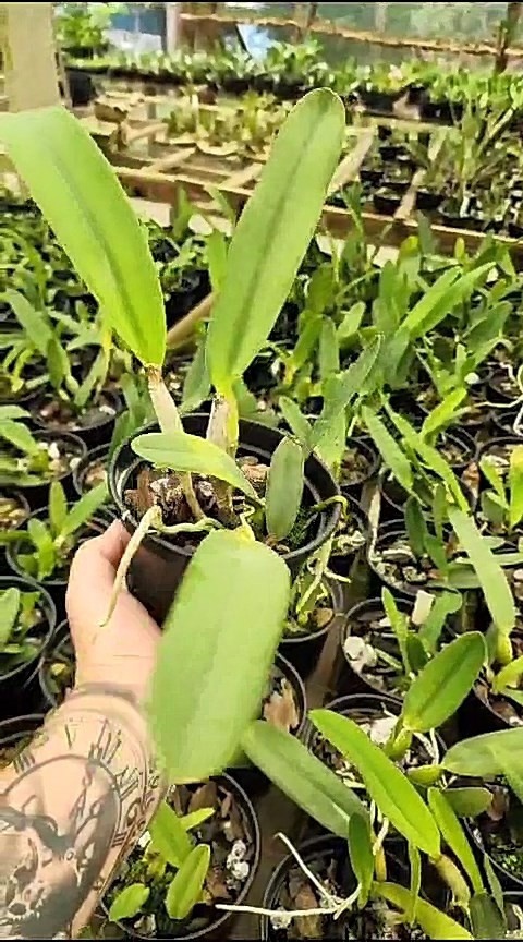 14 - Lc Exímia Caerulea (purpurata caerulea x Warnerii caerulea) 32.jpg
