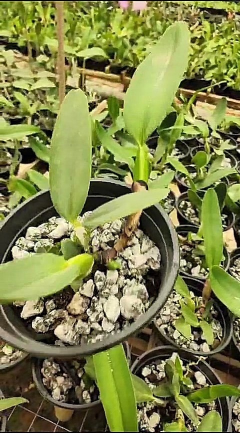 16 - Cattleya labiata semi alba pérola x Cattleya labiata semi alba Antônio Paccione 50.jpg