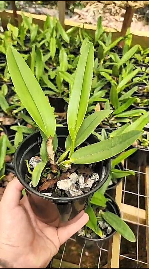 18 - Cattleya labiata venosa x Cattleya labiata cara branca 36.jpg