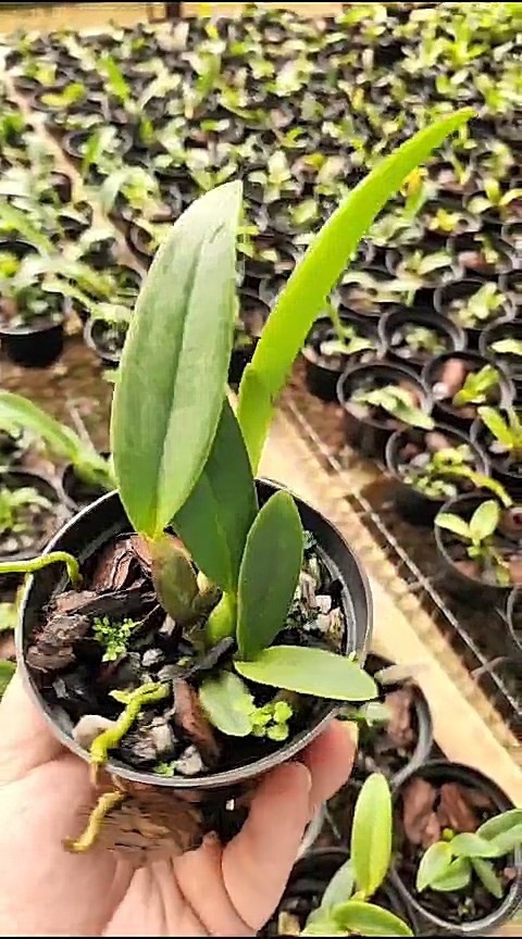 22 - Cattleya lueddemanniana semi alba Cochetto x alba Adrianinha 32.jpg