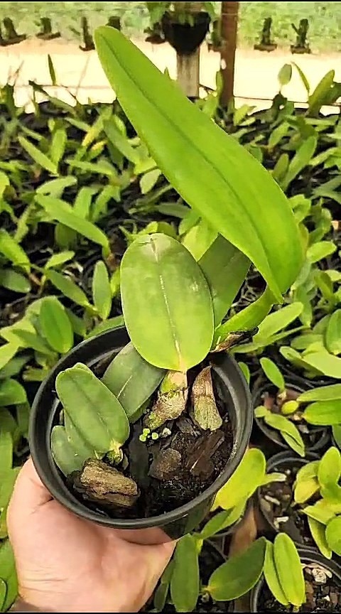 23 - Cattleya warnerii semi alba flamea x Cattleya Warnerii albescens Josefina 37.jpg