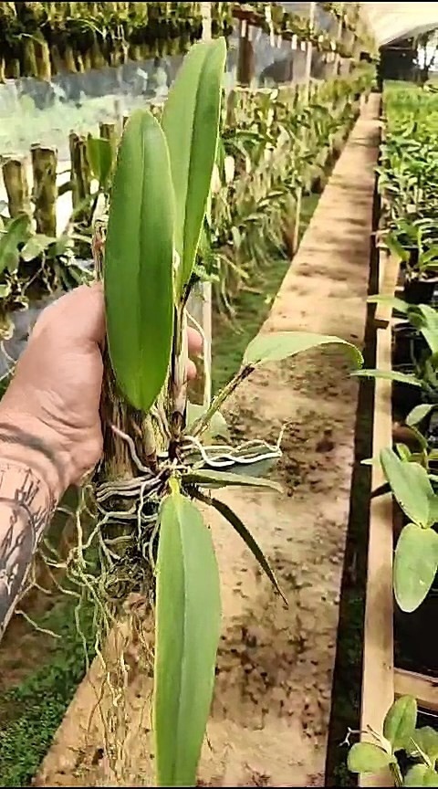 29 - Cattleya warnerii caerulea x Cattleya Maxima caerulea 32.jpg