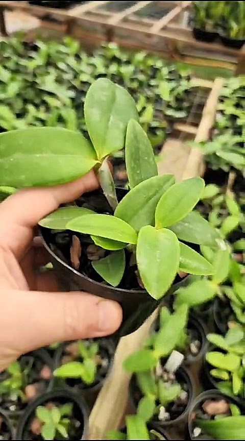30 - Cattleya intermedia trilabelo suave x Cattleya amethystoglossa alba 31.jpg