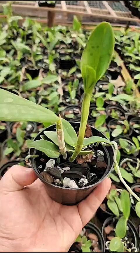 31 - Cattleya amethystoglossa (albescens x caerulea) x sibling 44.jpg
