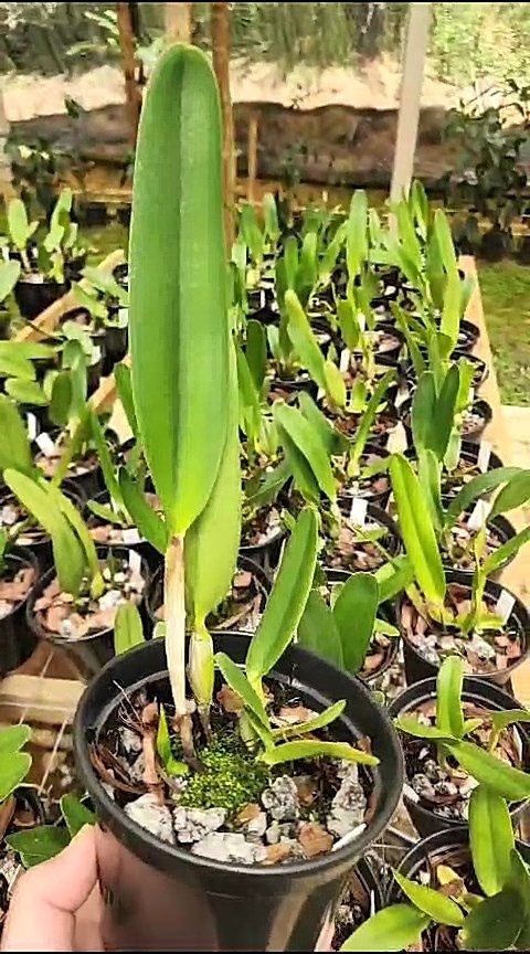 32 - Laelia purpurata roxo bispo x laelia purpurata caerulea Aço 32.jpg
