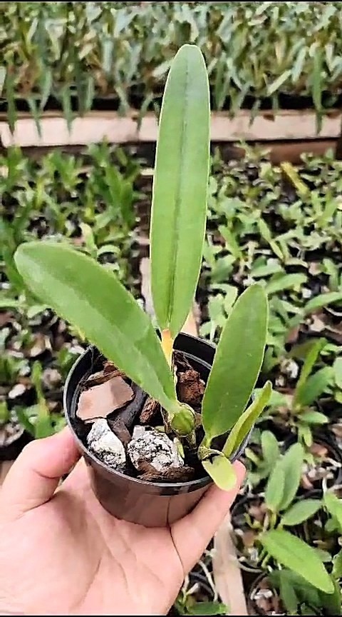 33 - Cattleya Quadricolor semi alba x Cattleya Quadricolor semi alba 34.jpg