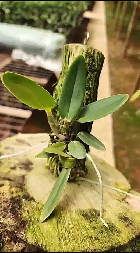 34 - Cattleya Schileriana semi alba Rosi x self 39.jpg