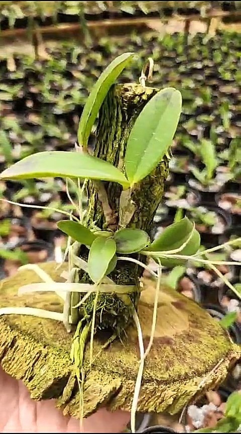 35 - Cattleya Aclandiae tipo Boa x Cattleya aclandiae tipo USA 36.jpg