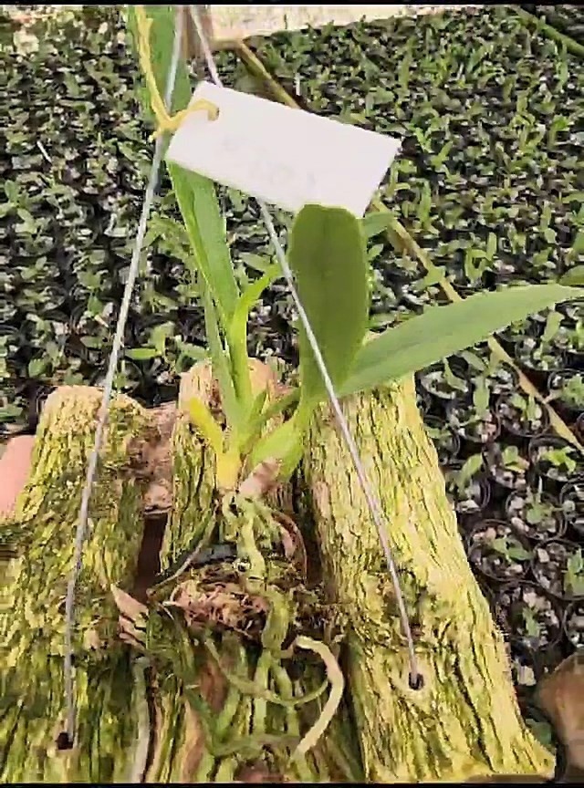 42 - Laelia lobata alba x Encyclia Adenocaula alba 33.jpg