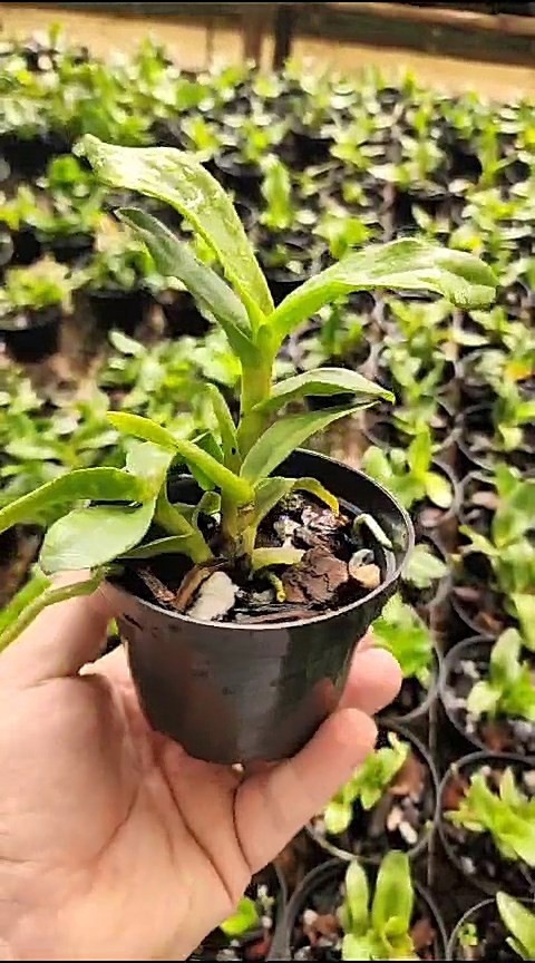 43 - Laelia alaorii suave x Epidendrum robustum 32.jpg
