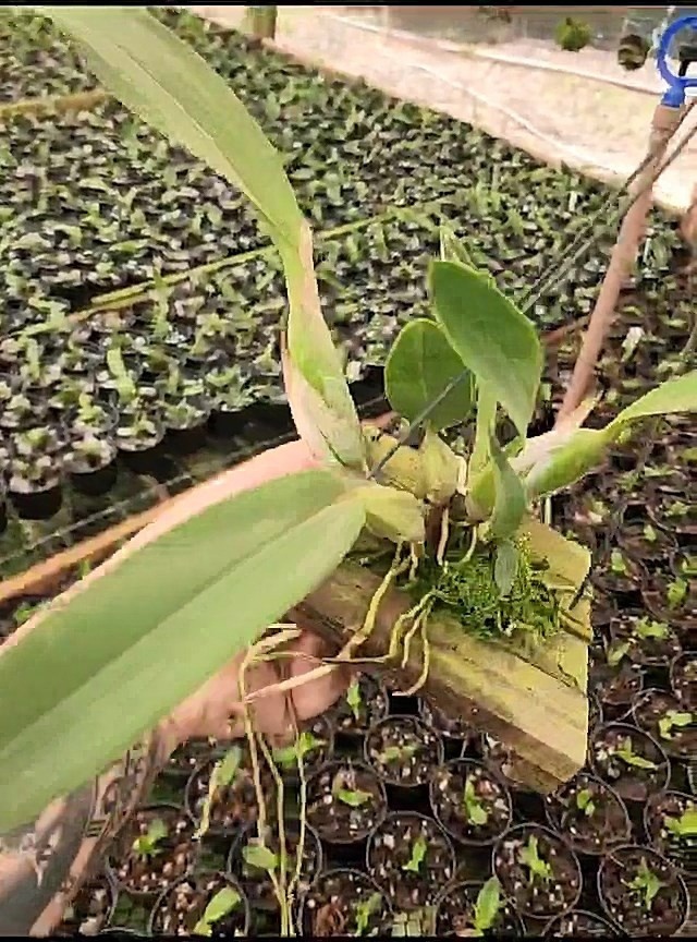 45 - Laelia anceps semi alba x Laelia anceps clarinha 34.jpg