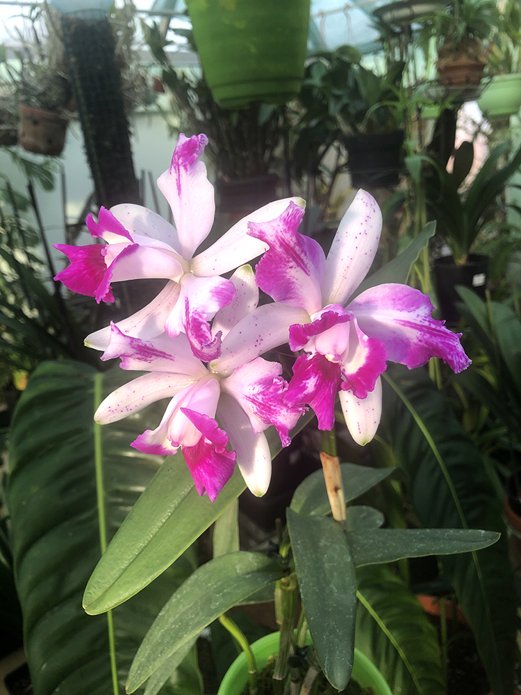 Cattleya  intermedia flamea Бразилия.jpg