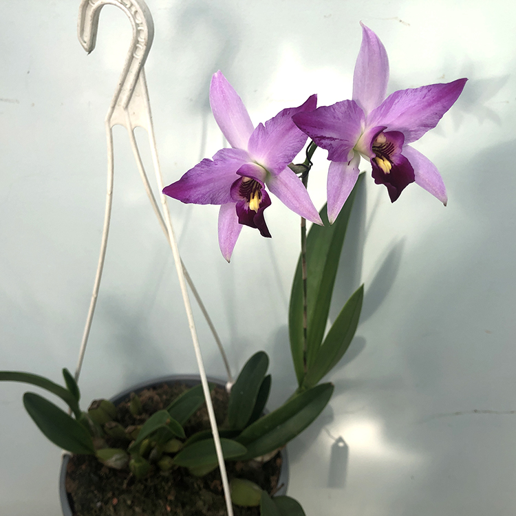 Laelia anceps lineata olita x guerreiro.jpg