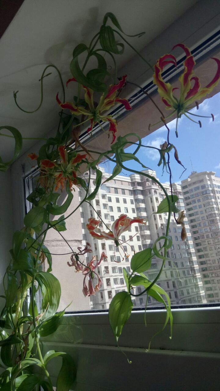IMG-20170506-WA0003.jpg