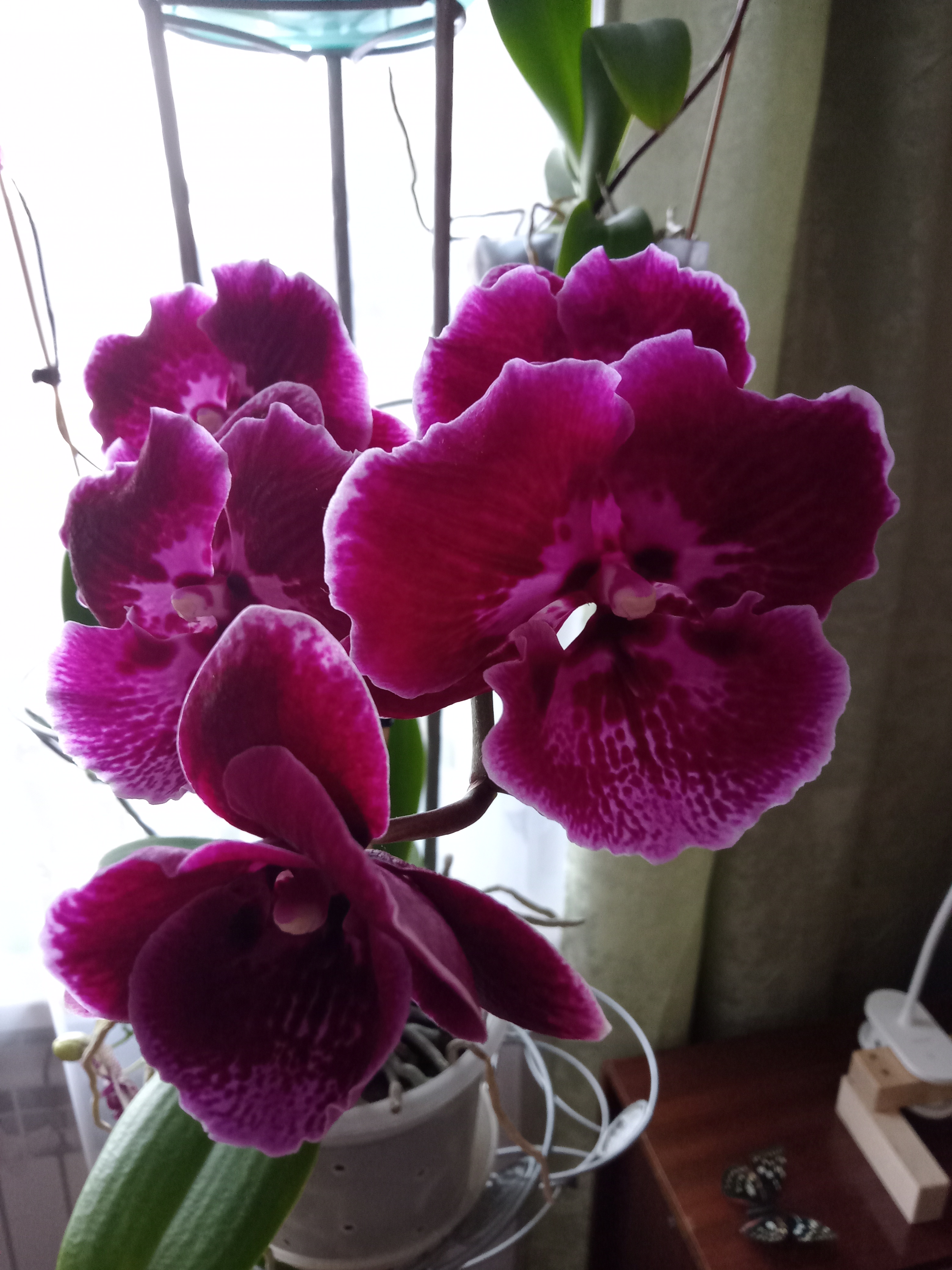 IMG20240225121759.jpg
