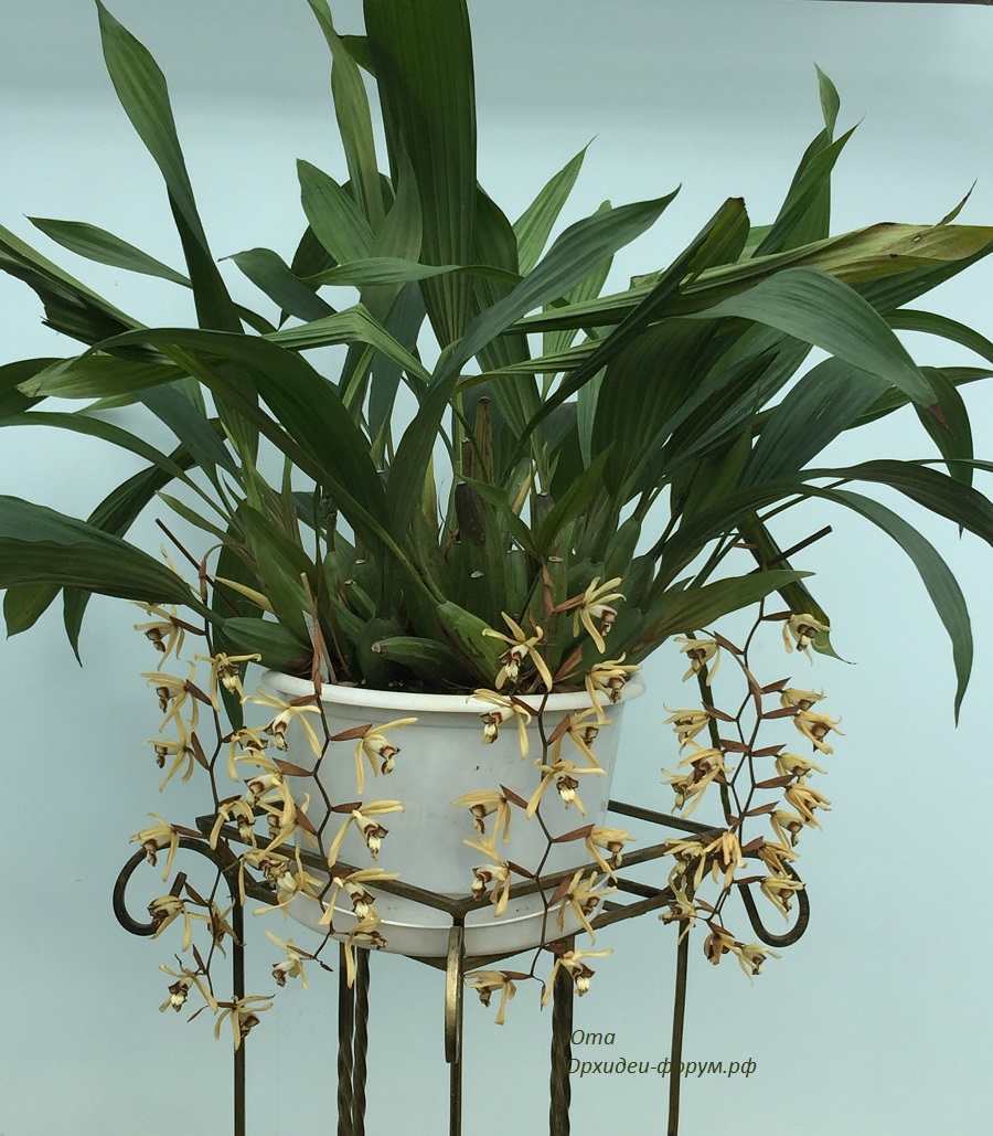 Coelogyne dayana.JPG
