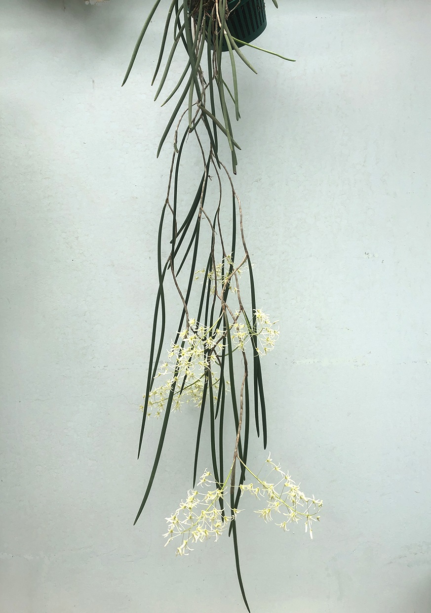 Dockrillia cordiformis(Dendrobium teretifolium)..jpg