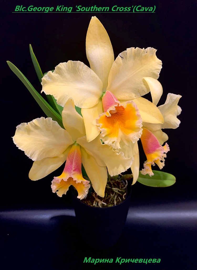 Blc.George King 'Southern Cross'(Cava)..jpg