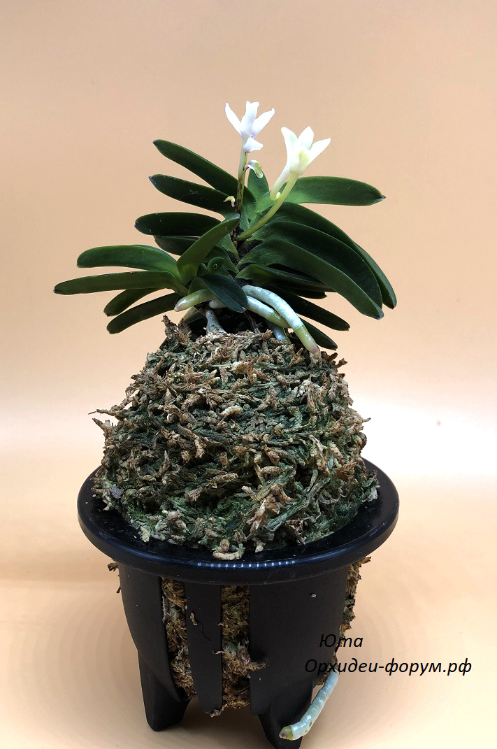 13 neofinetia falcata sengaku 尖岳 (2).JPG