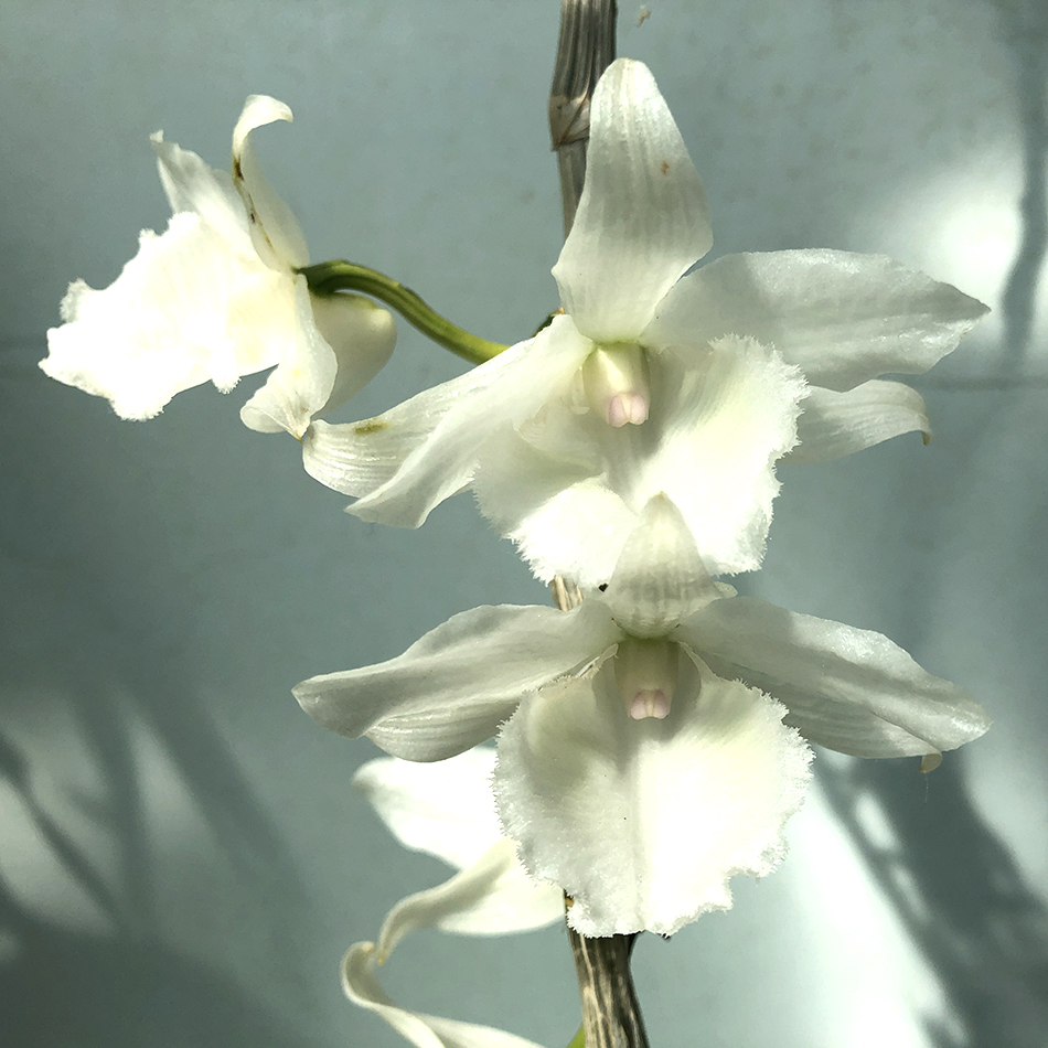 Dendrobium Nestor f. album (Den. parishii × Den. anosmum) (2).JPG