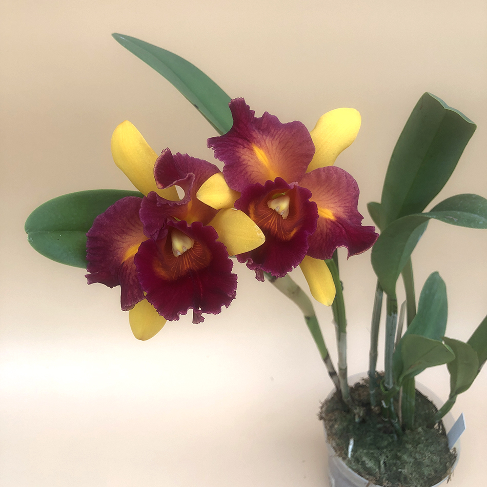Blc. Nobile s Tropical Sunset Kinriu ..jpg