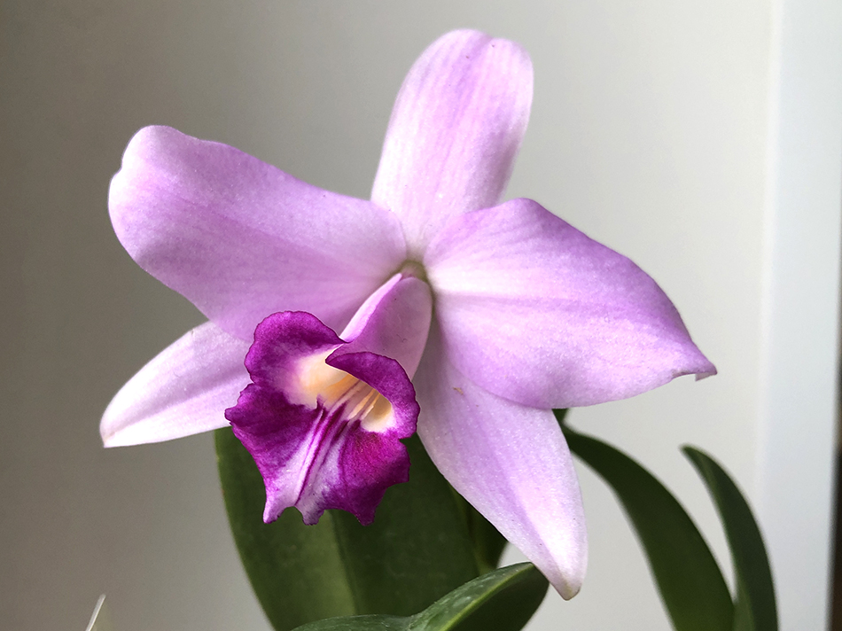 Laelia sincorana x Laelia alaonii..jpg