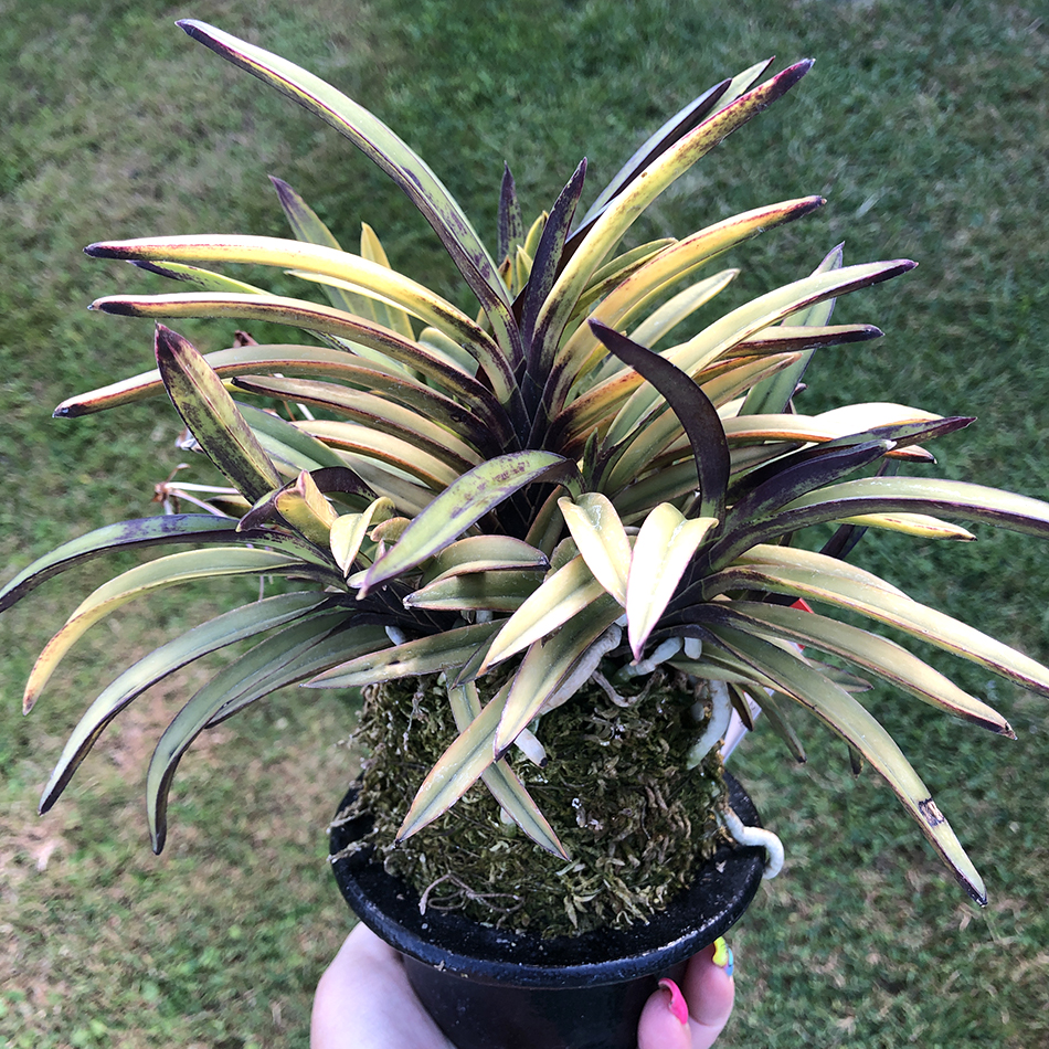 neofinetia falcata Tenkobai 天紅梅 2.jpg