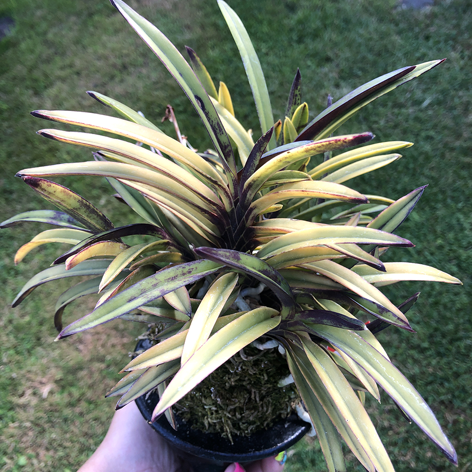 neofinetia falcata Tenkobai 天紅梅2..jpg