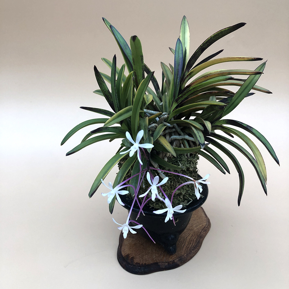 neofinetia falcata Tenkobai 天紅梅2...jpg
