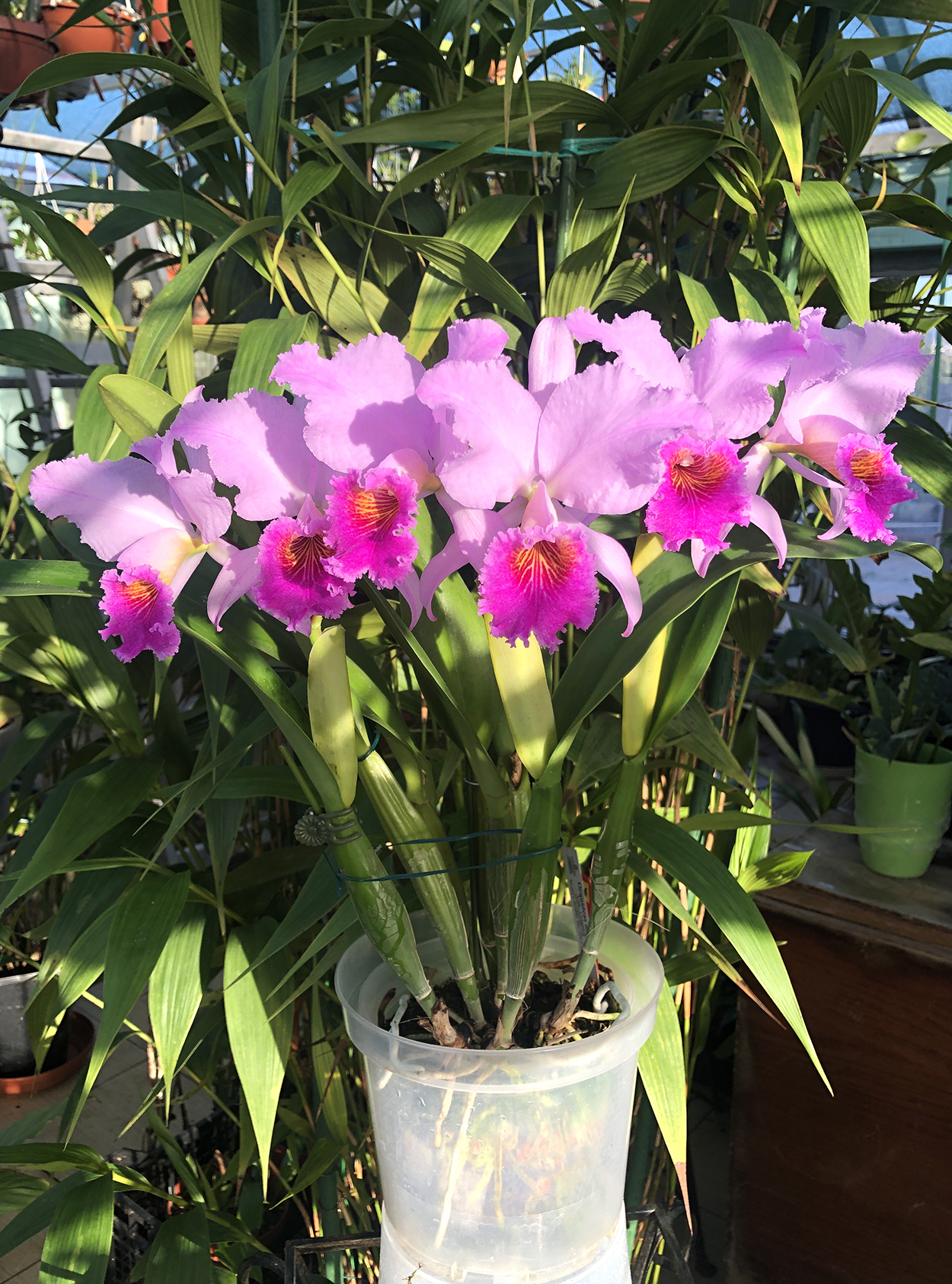 3 Cattleya  Fallieri (trianae   tipo x rex)2.jpg