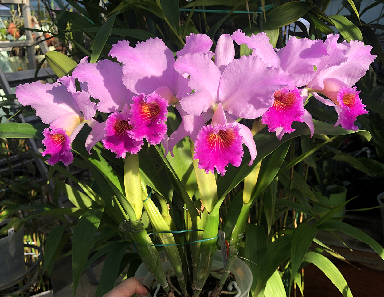 2 Cattleya  Fallieri (trianae   tipo x rex)2. ф.jpg
