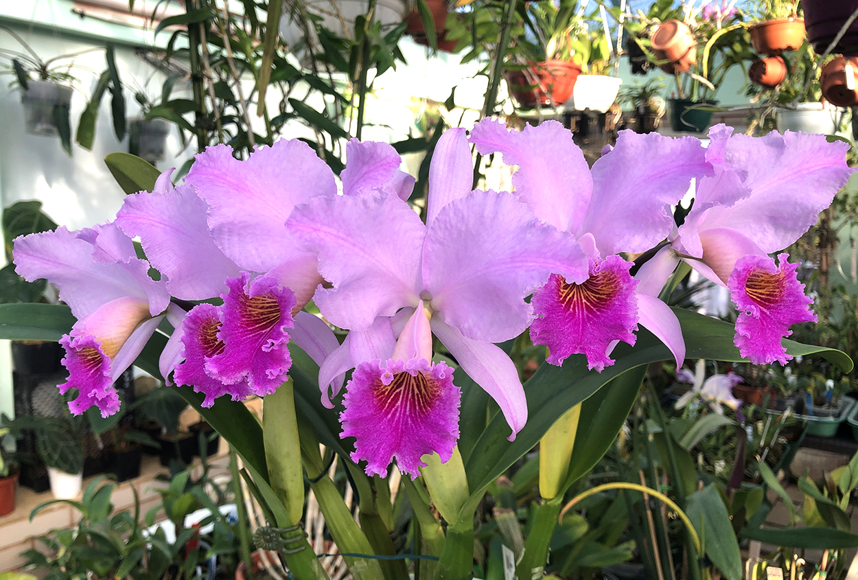 1 3 Cattleya  Fallieri (trianae   tipo x rex)2.jpg