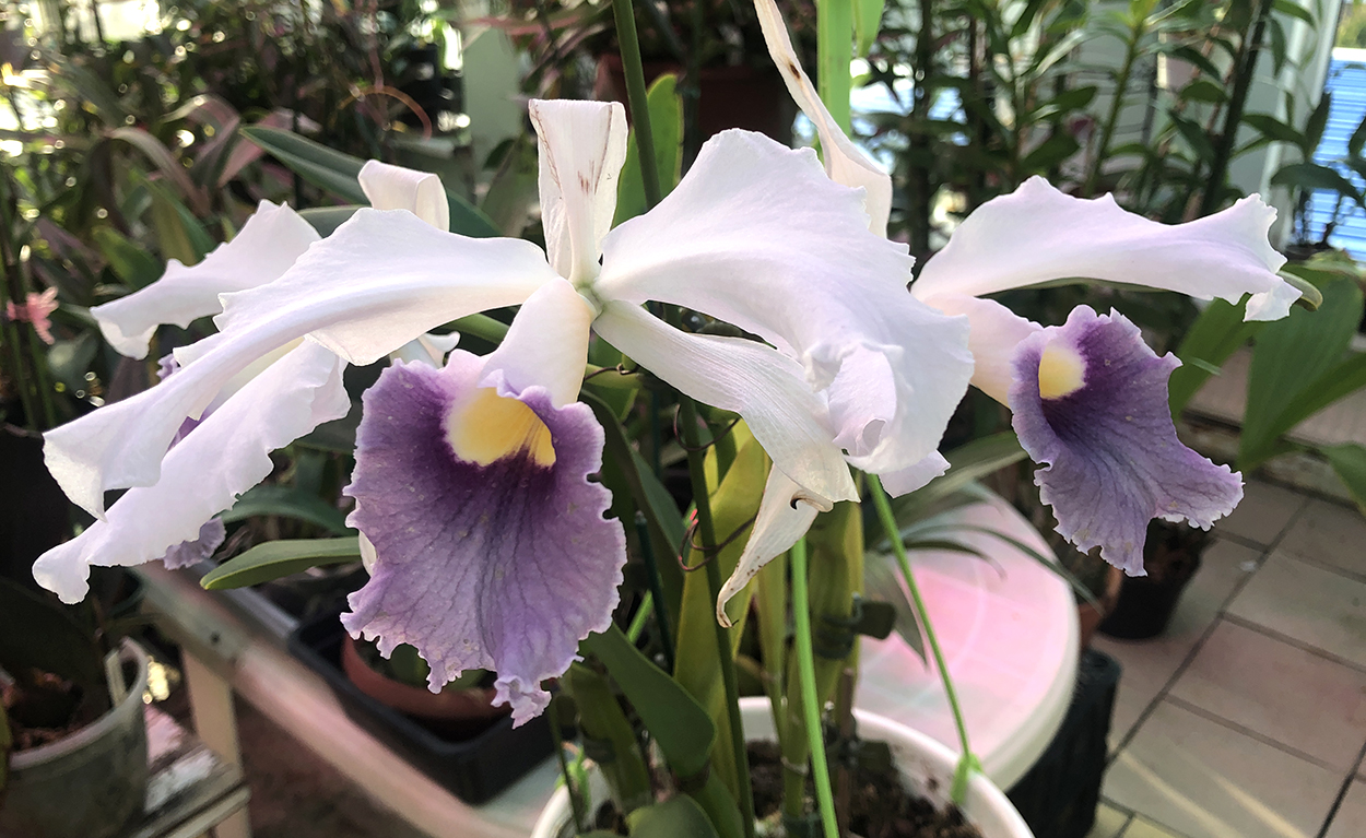 2 Laelia purpurata var. werkhäuseri x Cattleya warneri var. coerulea ..jpg